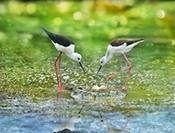 Sue Hsu's photo